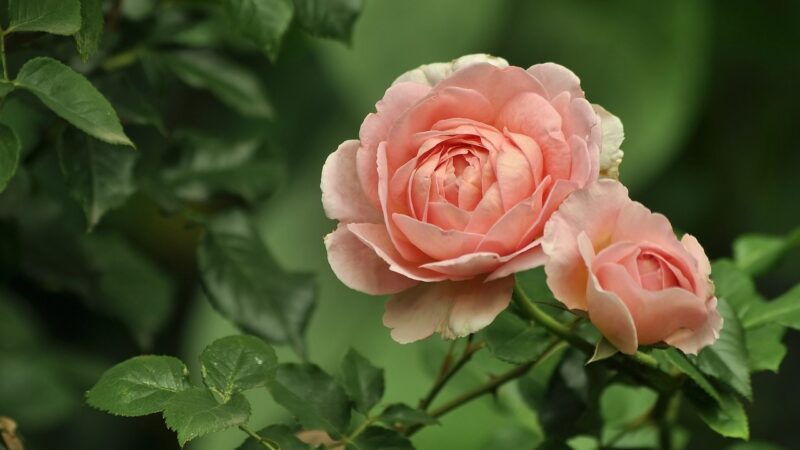 ミニコラム：隣の芝生は青い？