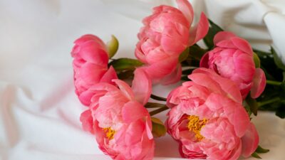 ミニコラム：結婚したくないって本当？